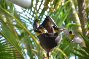 Quel est le prix moyen pour louer une villa en Guadeloupe pour une semaine ?